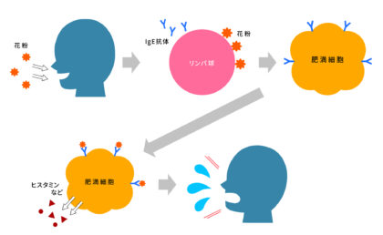 なぜ花粉症になるのか